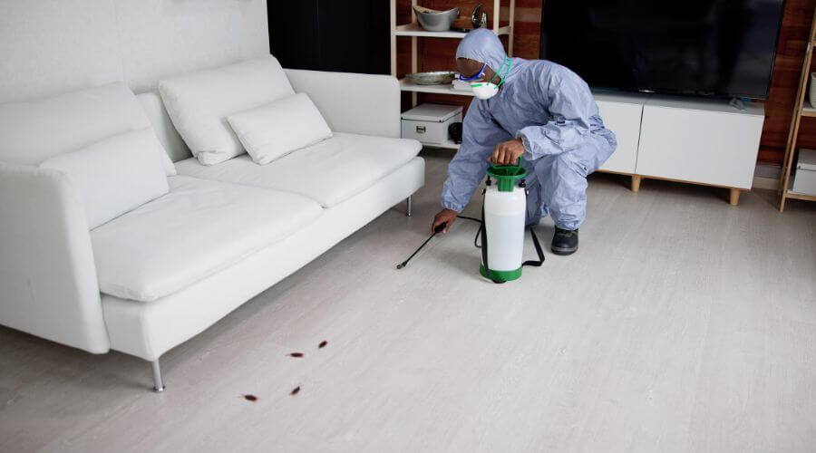 Why choose Mice Removal Maryvale for mice removal in Maryvale